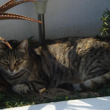 Daire Paros Carmel Studio-apartment *