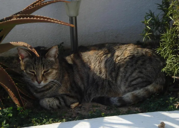 Apartment Paros Carmel Studio-apartment *